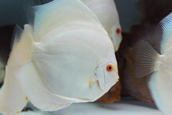 PLATINUM ALBINO Discus